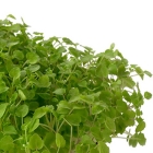 Anise DropCress