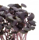 Purple Basil Cress