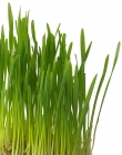 Tarwe Wheat Grass